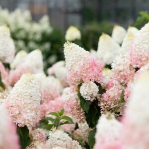 ‘Living Strawberry Blossom’ - Bugás Hortenzia - Hydrangea paniculata
