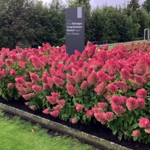 Bugás Hortenzia ‘Living Strawberry Blossom’ - Hydrangea paniculata K1
