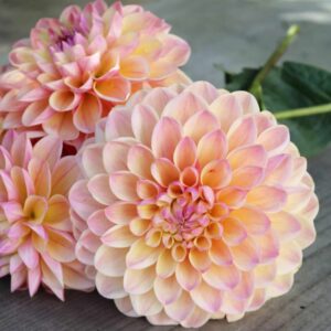 Dália - 'Hapet Pastel'