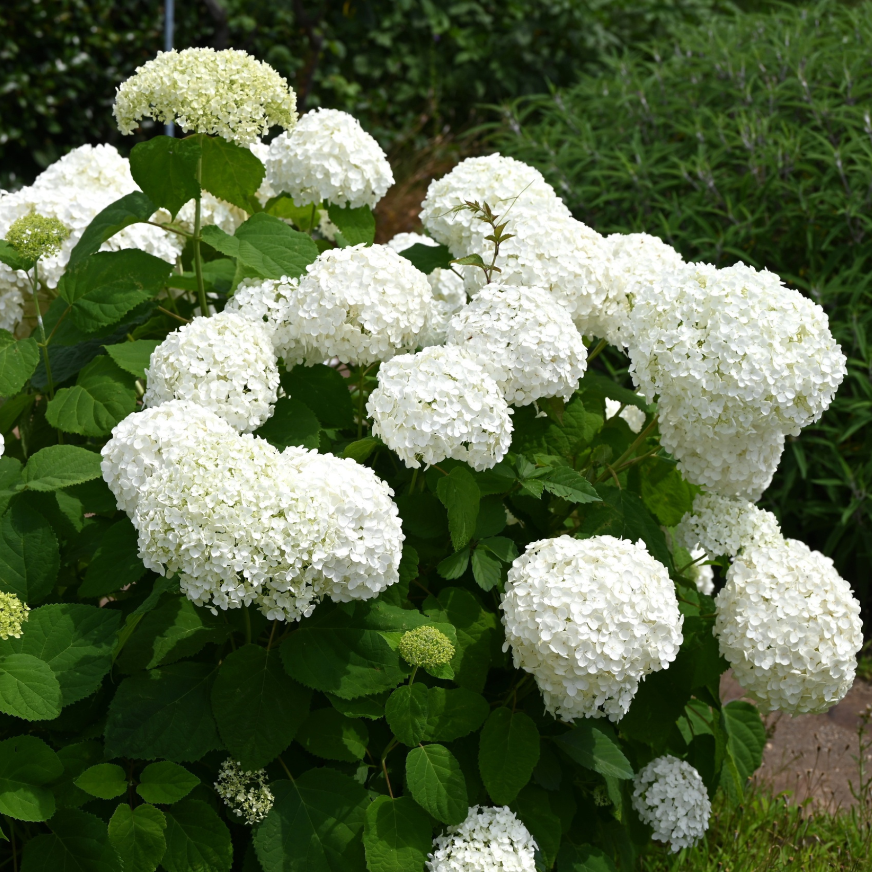 Cserjés hortenzia - Hydrangea arborescens – 'Annabelle' - K2 4 Cserjés hortenzia - Hydrangea arborescens – 'Annabelle' - K2 - Image 4
