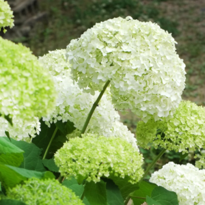 Cserjés hortenzia - Hydrangea arborescens – 'Annabelle' - K2