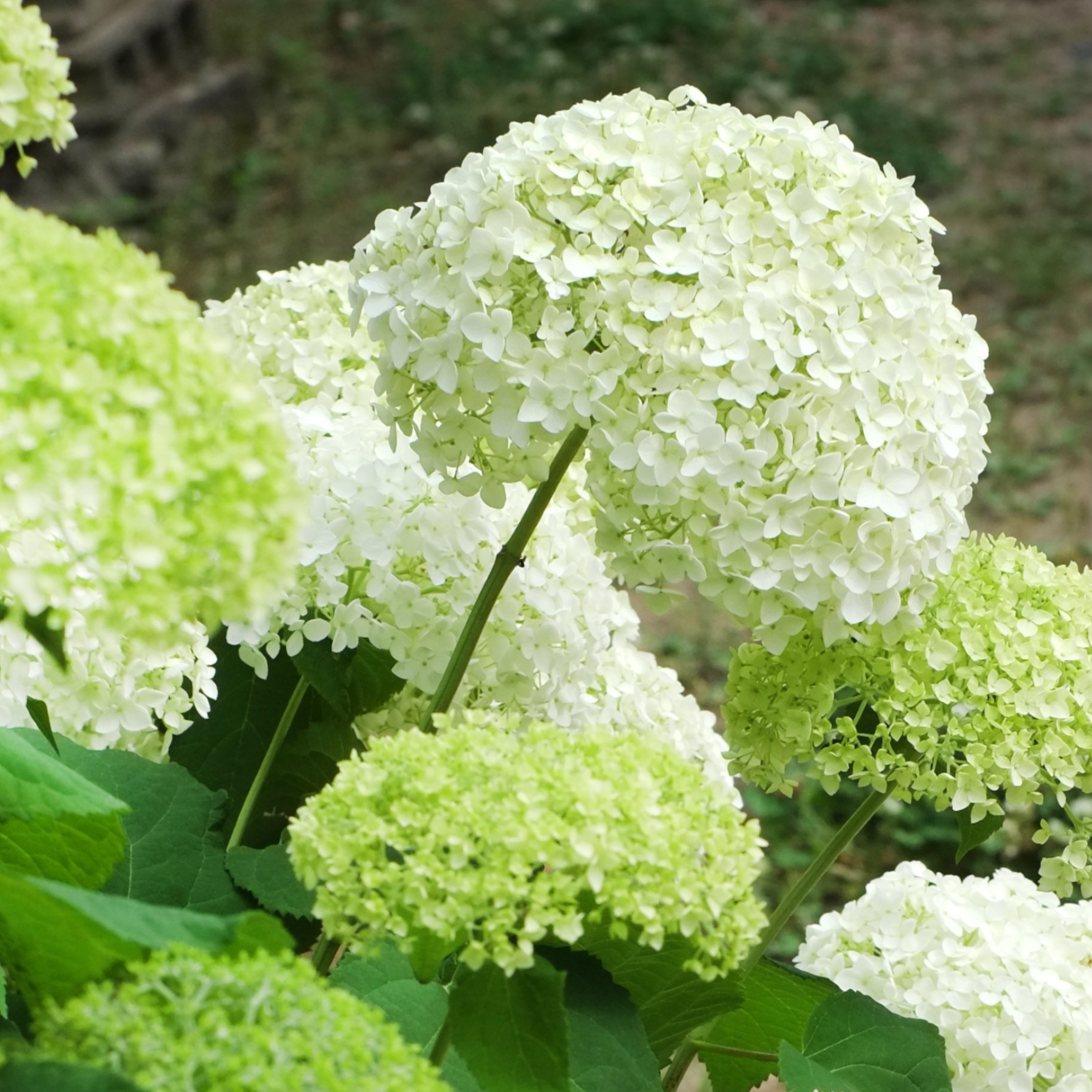 Cserjés hortenzia - Hydrangea arborescens – 'Annabelle' - K2 1 Cserjés hortenzia - Hydrangea arborescens – 'Annabelle' - K2