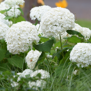 Cserjés hortenzia - Hydrangea arborescens – 'Annabelle' - K3