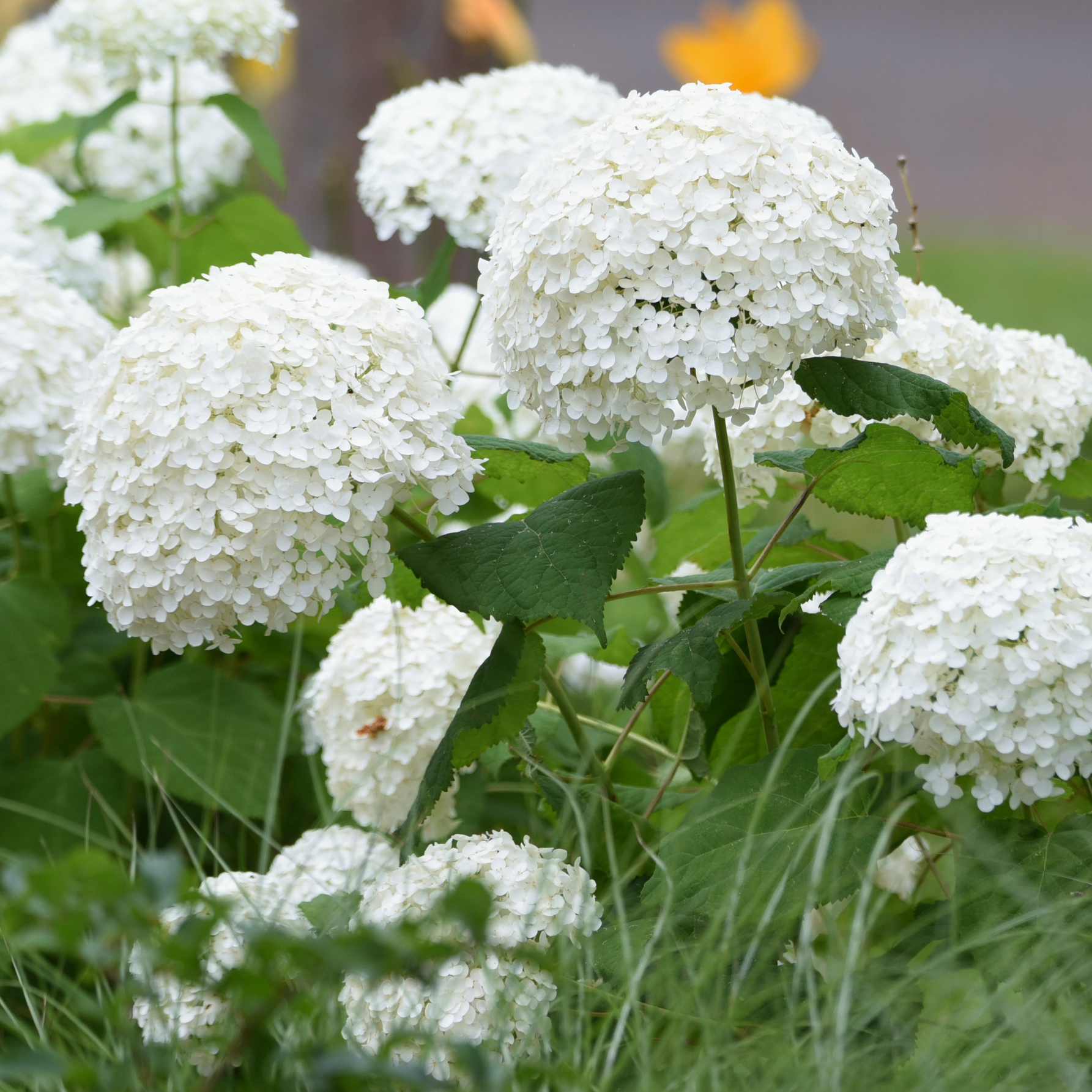 Cserjés hortenzia - Hydrangea arborescens – 'Annabelle' - K3 1 Cserjés hortenzia - Hydrangea arborescens – 'Annabelle' - K3