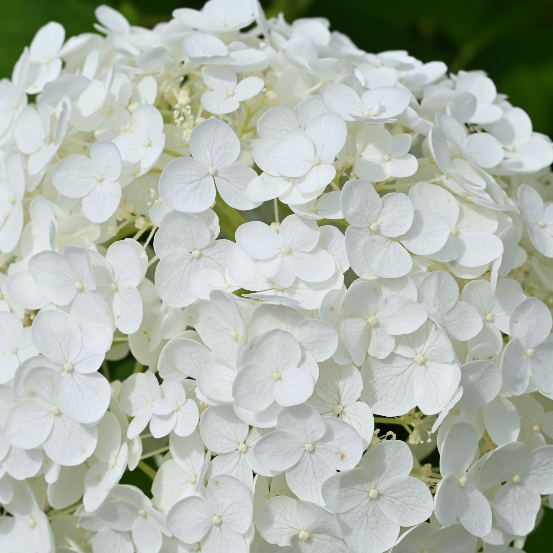 Cserjés hortenzia - Hydrangea arborescens – 'Annabelle' - P14 4 Cserjés hortenzia - Hydrangea arborescens – 'Annabelle' - P14 - Image 4
