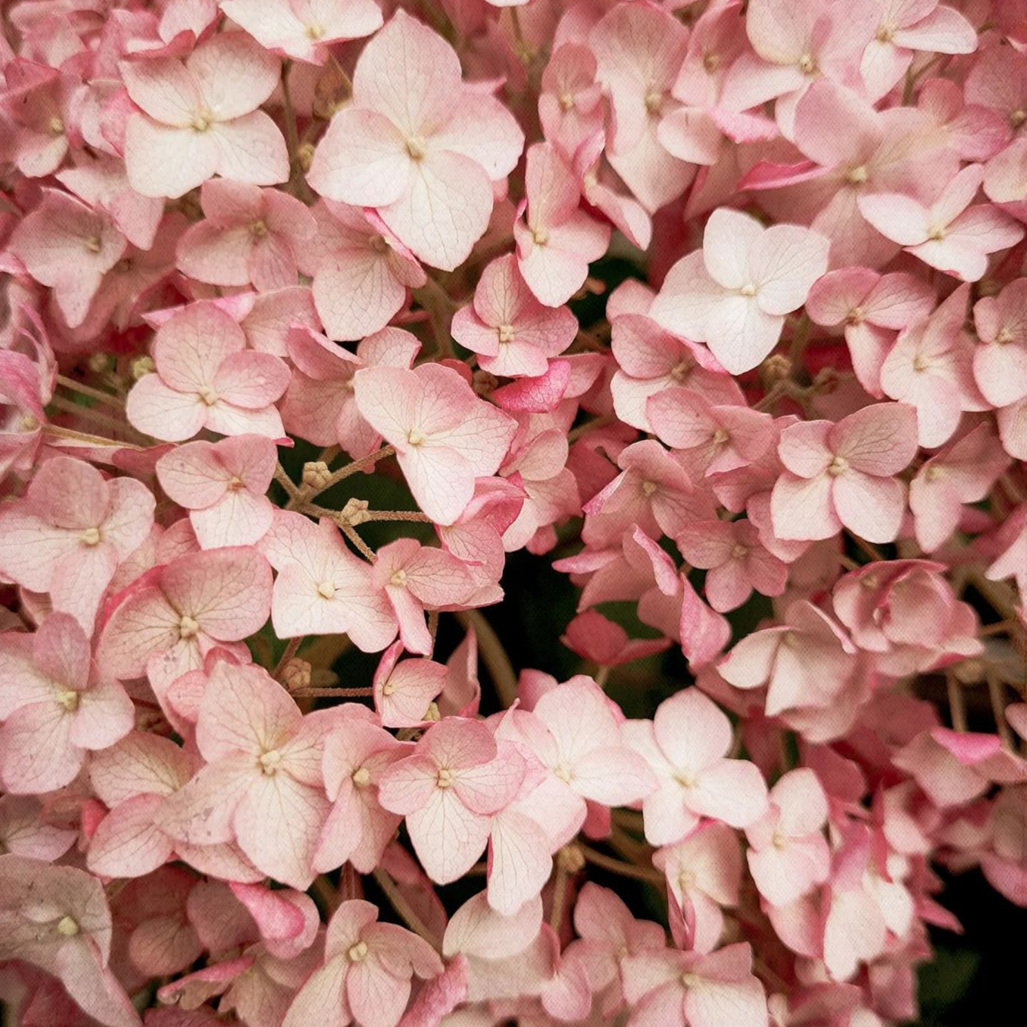 Cserjés hortenzia - Hydrangea arborescens – 'Candybelle Bubblegum' - P12 4 Cserjés hortenzia - Hydrangea arborescens – 'Candybelle Bubblegum' - P12 - Image 4