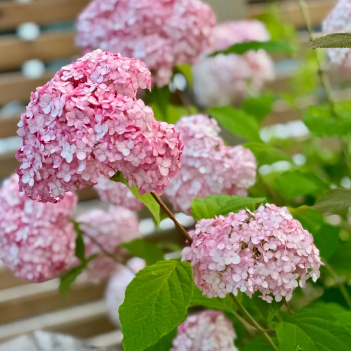 Cserjés hortenzia - Hydrangea arborescens – 'Candybelle Bubblegum' - P12 1 Cserjés hortenzia - Hydrangea arborescens – 'Candybelle Bubblegum' - P12