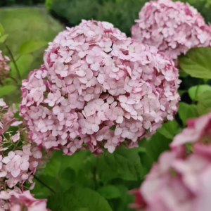 Cserjés hortenzia - Hydrangea arborescens – 'Candybelle Bubblegum' - K2