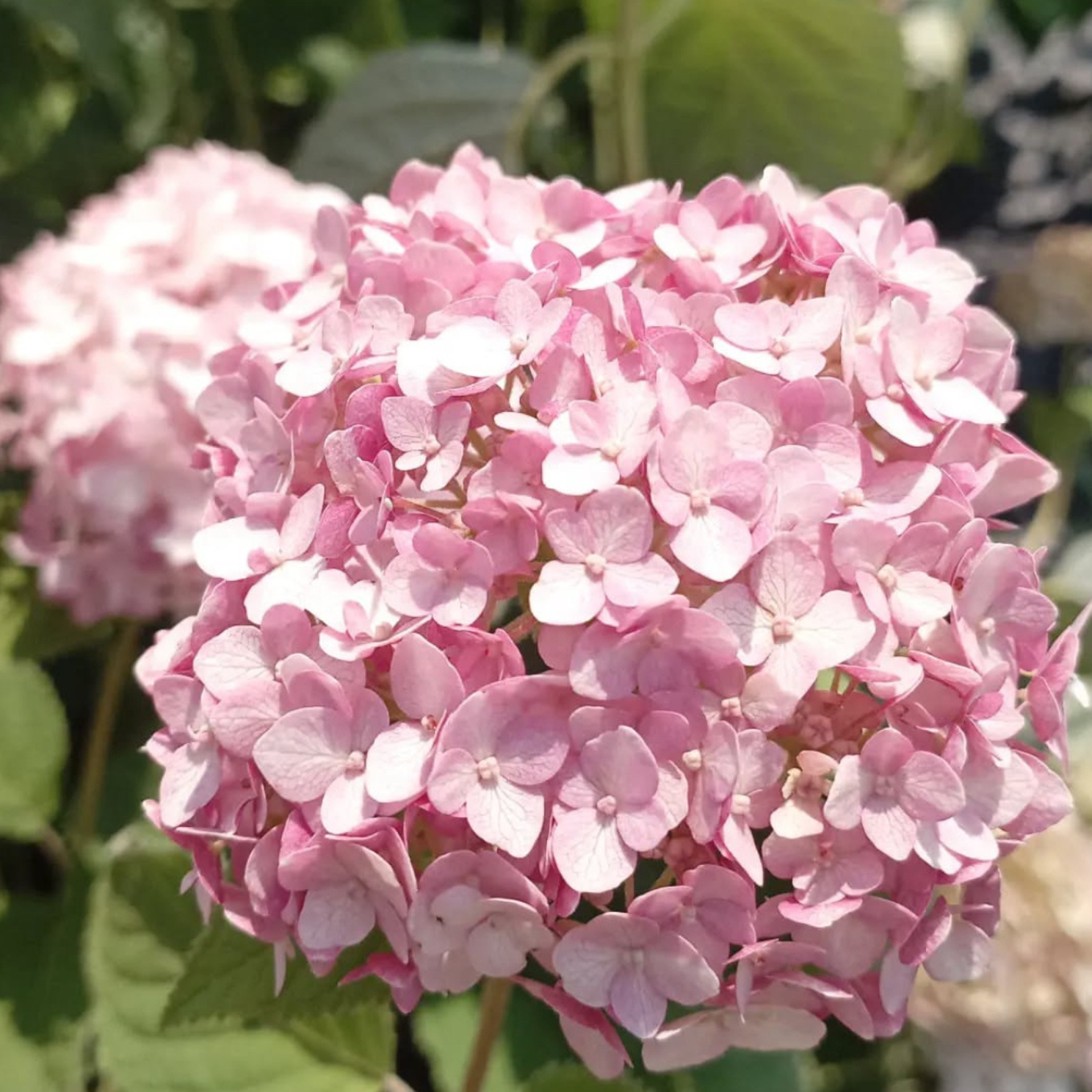 Cserjés hortenzia - Hydrangea arborescens – 'Candybelle Bubblegum' - P12 2 Cserjés hortenzia - Hydrangea arborescens – 'Candybelle Bubblegum' - P12 - Image 2