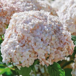 Cserjés hortenzia - Hydrangea arborescens – 'Candybelle Marshmellow' - K2