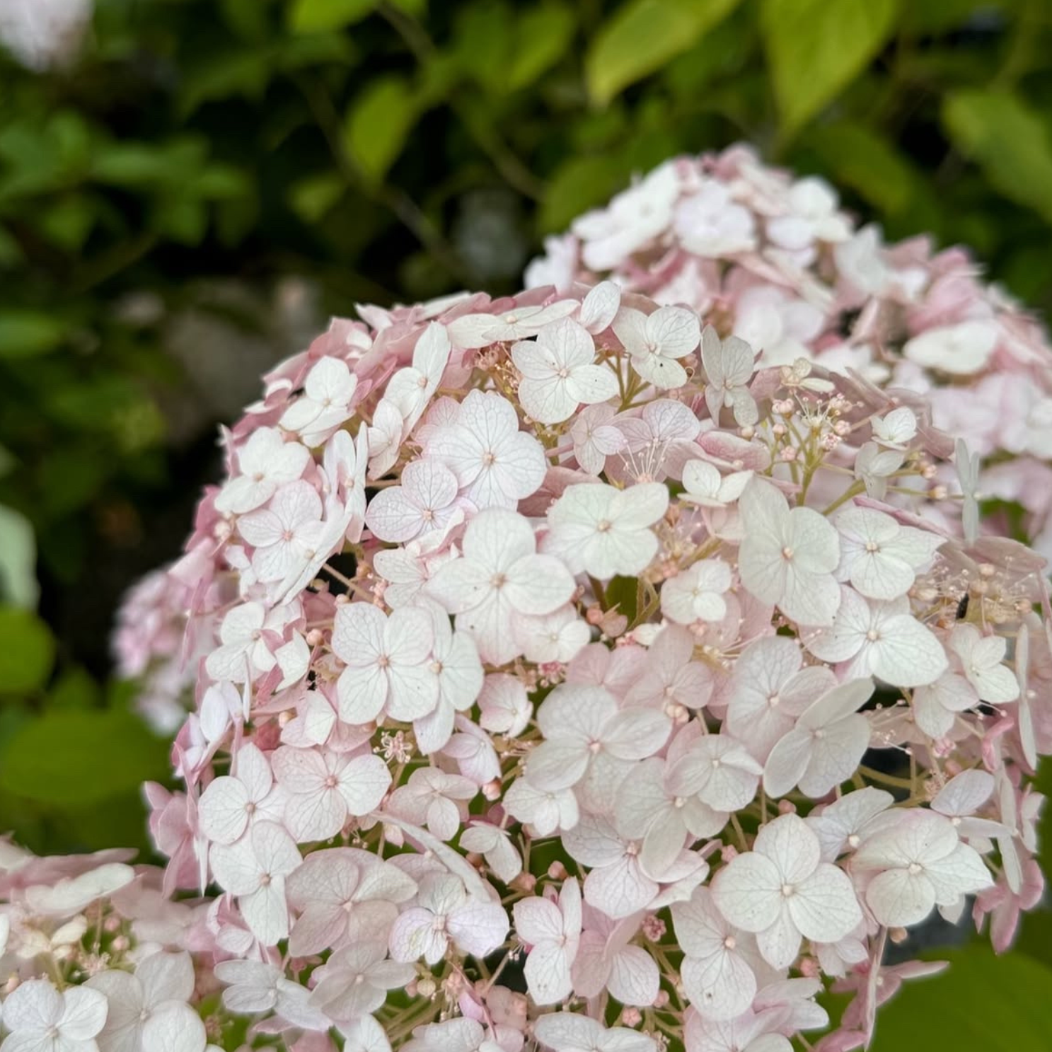 Cserjés hortenzia - Hydrangea arborescens – 'Candybelle Marshmellow' - P12 3 Cserjés hortenzia - Hydrangea arborescens – 'Candybelle Marshmellow' - P12 - Image 3