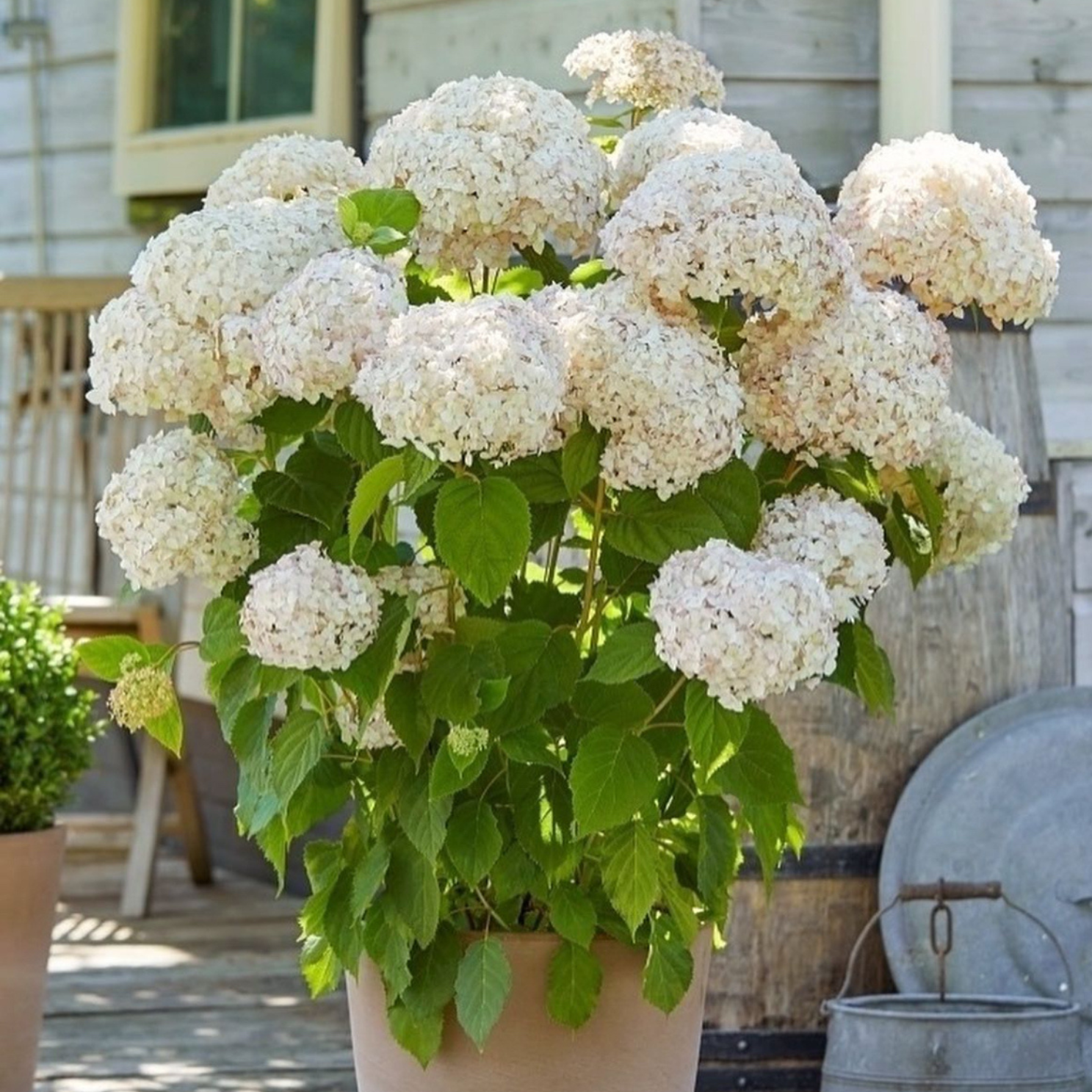 Cserjés hortenzia - Hydrangea arborescens – 'Candybelle Marshmellow' - P12 1 Cserjés hortenzia - Hydrangea arborescens – 'Candybelle Marshmellow' - P12