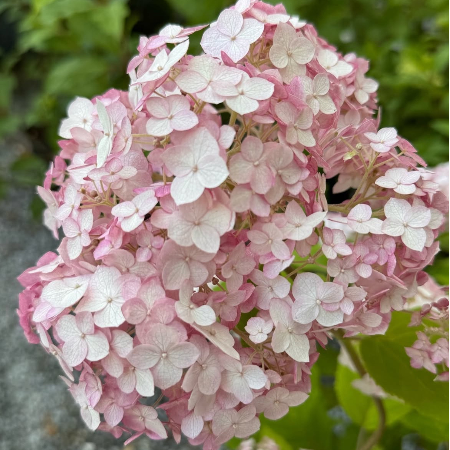 Cserjés hortenzia - Hydrangea arborescens – 'Candybelle Marshmellow' - P12 2 Cserjés hortenzia - Hydrangea arborescens – 'Candybelle Marshmellow' - P12 - Image 2