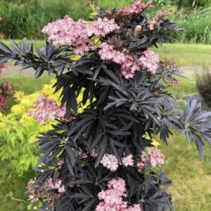 Bordó levelű bodza - Sambucus nigra ‘Black Tower’