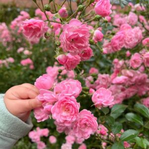 Talajtakaró Rózsa - Rosa 'Lovely Fairy'