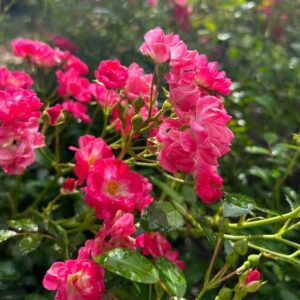 Talajtakaró Rózsa - Rosa 'Noatraum'