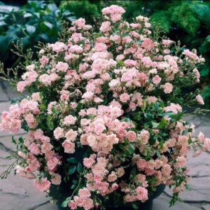 Talajtakaró Rózsa - Rosa 'The Fairy'