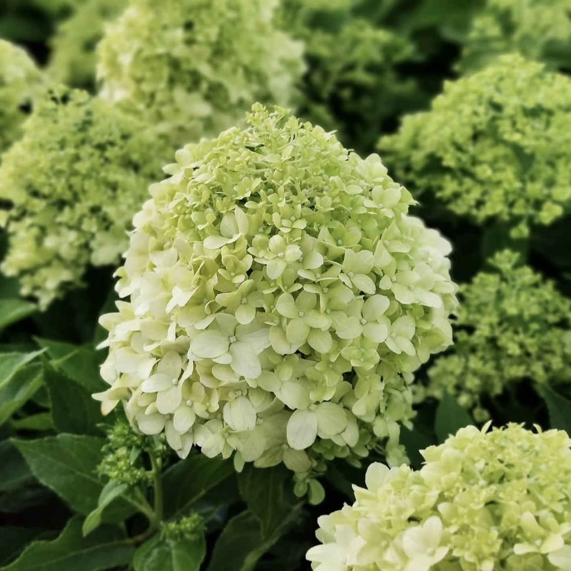 Hydrangea paniculata ‘Little Spooky’ - K1,5 3 Hydrangea paniculata ‘Little Spooky’ - K1,5 - Image 3