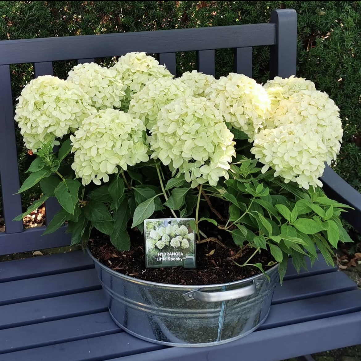 Hydrangea paniculata ‘Little Spooky’ - K1,5 2 Hydrangea paniculata ‘Little Spooky’ - K1,5 - Image 2