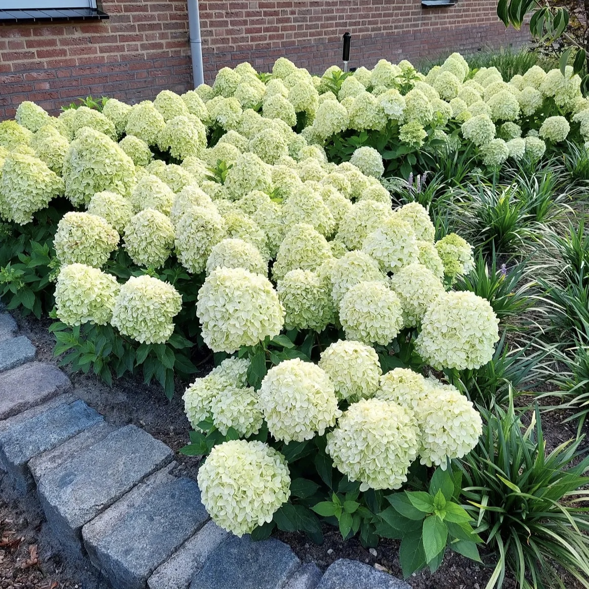 Hydrangea paniculata ‘Little Spooky’ - K1,5 1 Hydrangea paniculata ‘Little Spooky’ - K1,5