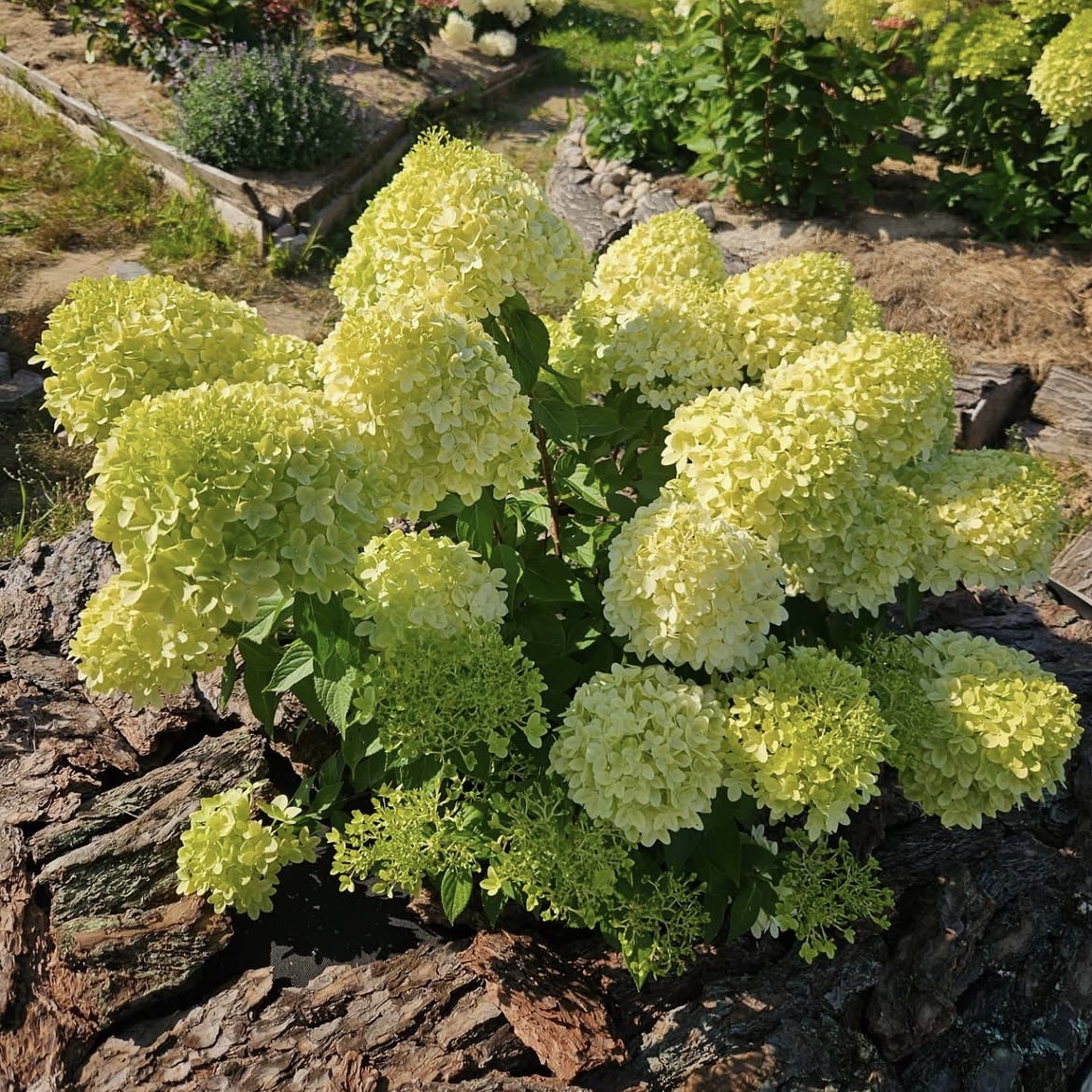 Hydrangea paniculata ‘Minty Spirit’ - K1,5 1 Hydrangea paniculata ‘Minty Spirit’ - K1,5