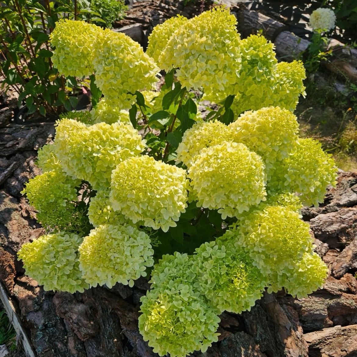 Hydrangea paniculata ‘Minty Spirit’ - K1,5 3 Hydrangea paniculata ‘Minty Spirit’ - K1,5 - Image 3