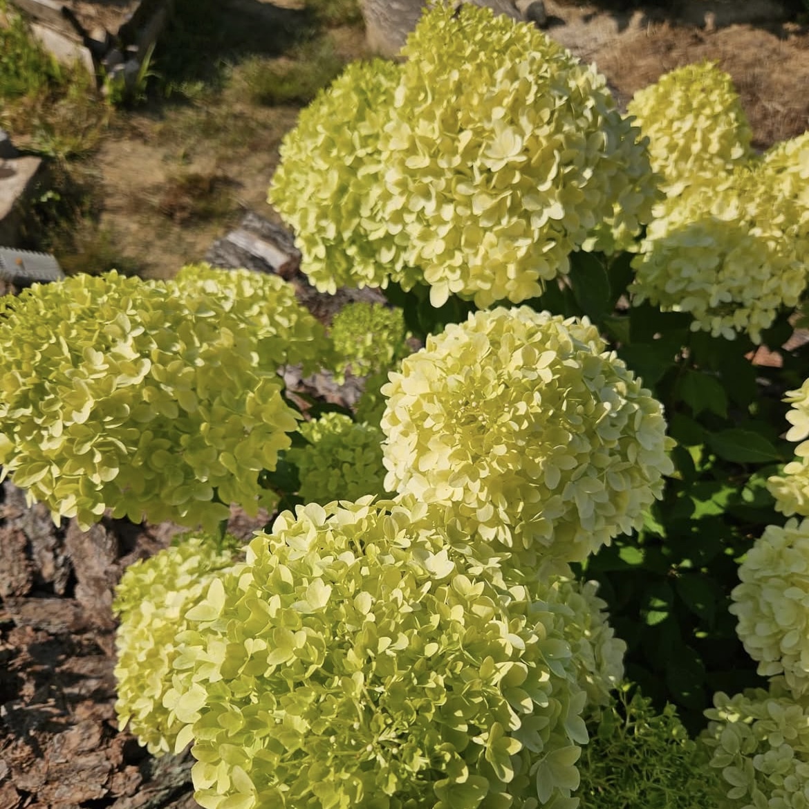 Hydrangea paniculata ‘Minty Spirit’ - K1,5 2 Hydrangea paniculata ‘Minty Spirit’ - K1,5 - Image 2