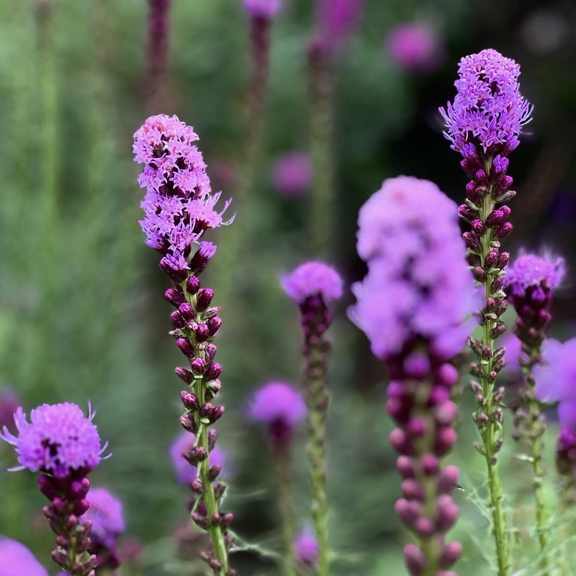 Füzéres Díszcsorba - Liatris Spicata 1 Füzéres Díszcsorba - Liatris Spicata
