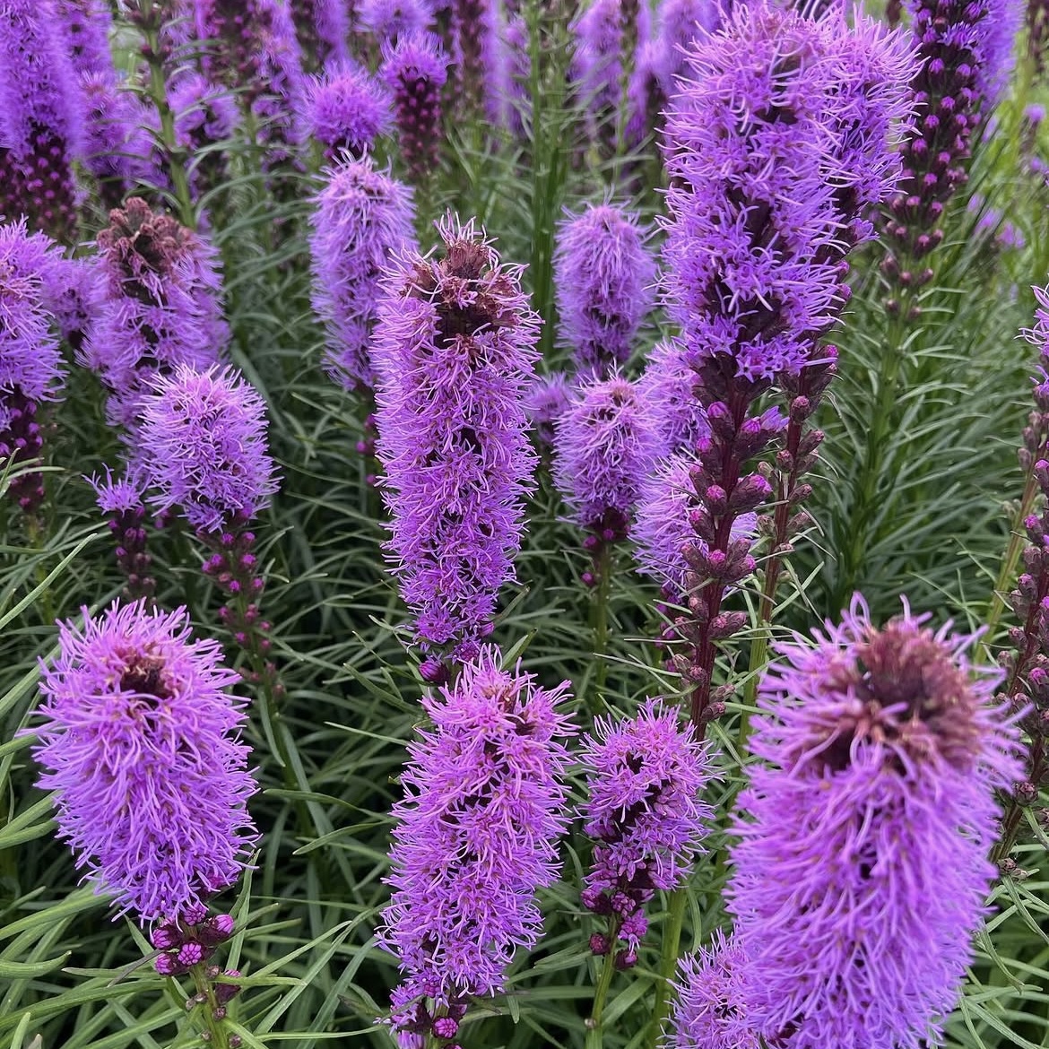 Füzéres Díszcsorba - Liatris Spicata 4 Füzéres Díszcsorba - Liatris Spicata - Image 4