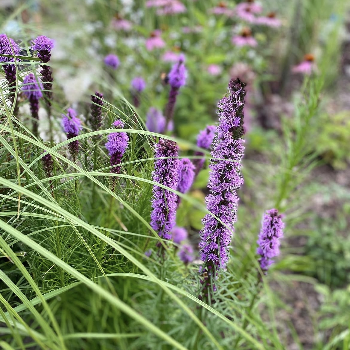 Füzéres Díszcsorba - Liatris Spicata 3 Füzéres Díszcsorba - Liatris Spicata - Image 3