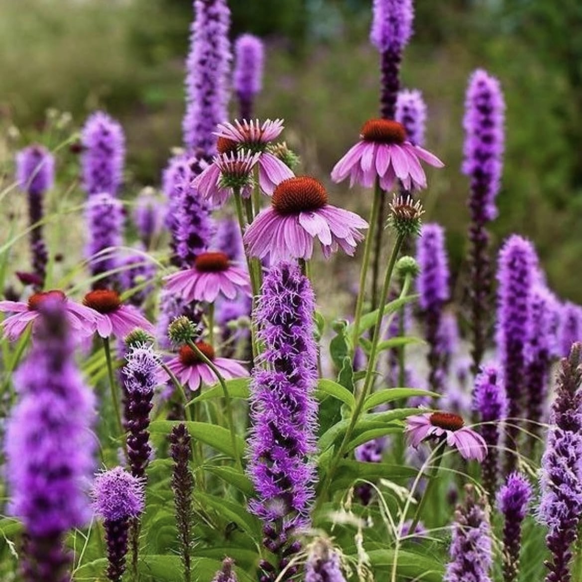 Füzéres Díszcsorba - Liatris Spicata 2 Füzéres Díszcsorba - Liatris Spicata - Image 2