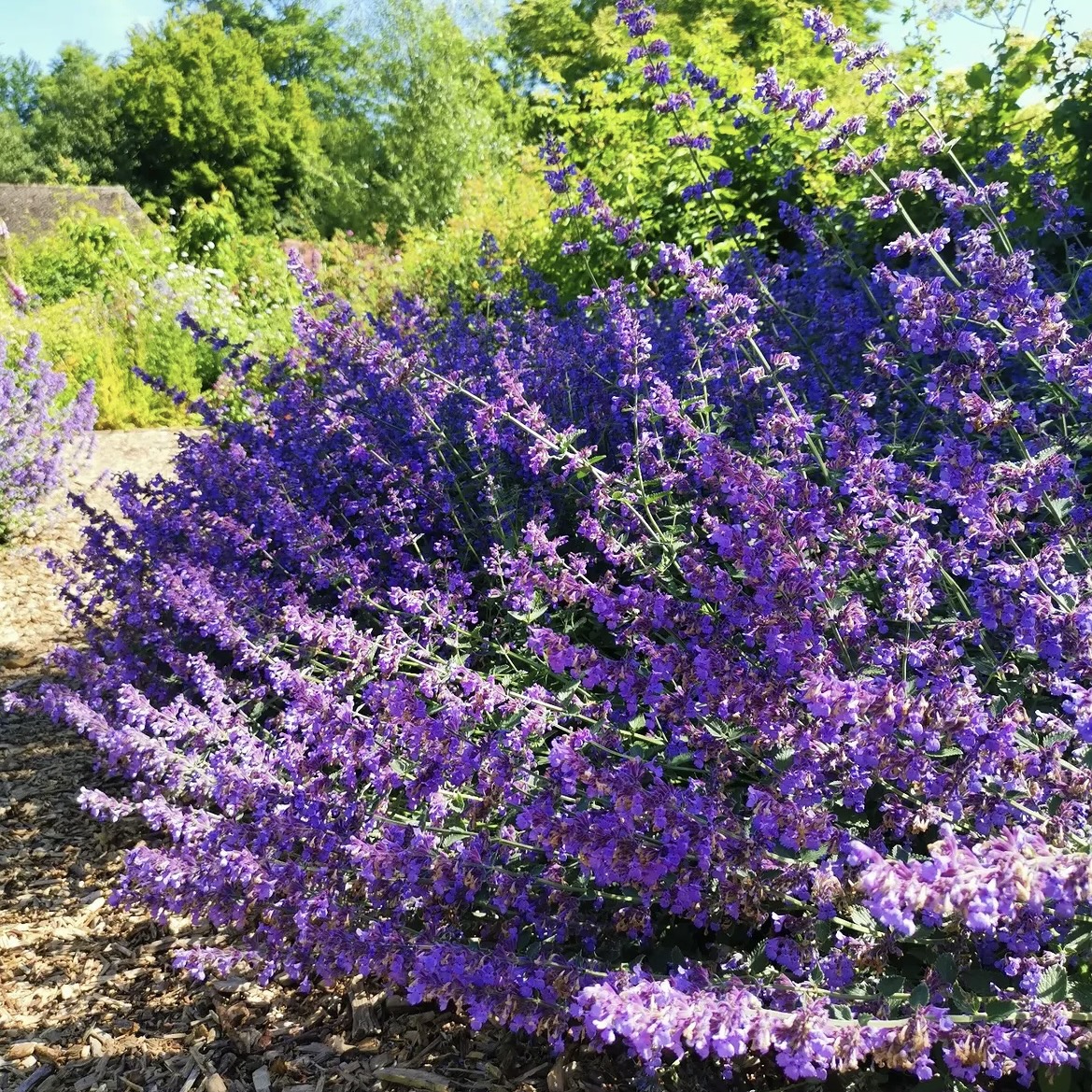 Kerti Macskamenta - Nepeta x faassenii 'Six Hills Giant' 1 Kerti Macskamenta - Nepeta x faassenii 'Six Hills Giant'
