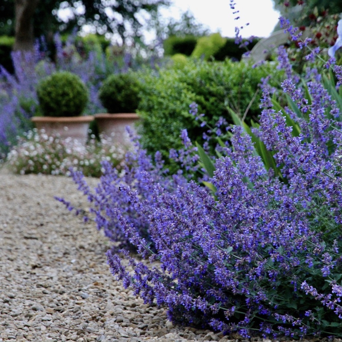 Kerti Macskamenta - Nepeta x faassenii 'Six Hills Giant' 2 Kerti Macskamenta - Nepeta x faassenii 'Six Hills Giant' - Image 2