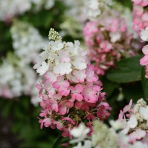 Főoldal 7 ‘Candlelight’ - Bugás Hortenzia - Hydrangea paniculata