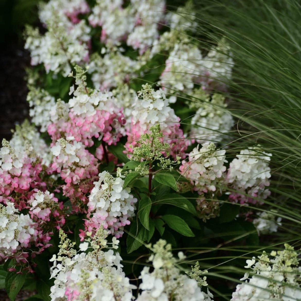 ‘Candlelight’ - Bugás Hortenzia - Hydrangea paniculata 2 ‘Candlelight’ - Bugás Hortenzia - Hydrangea paniculata - Image 2