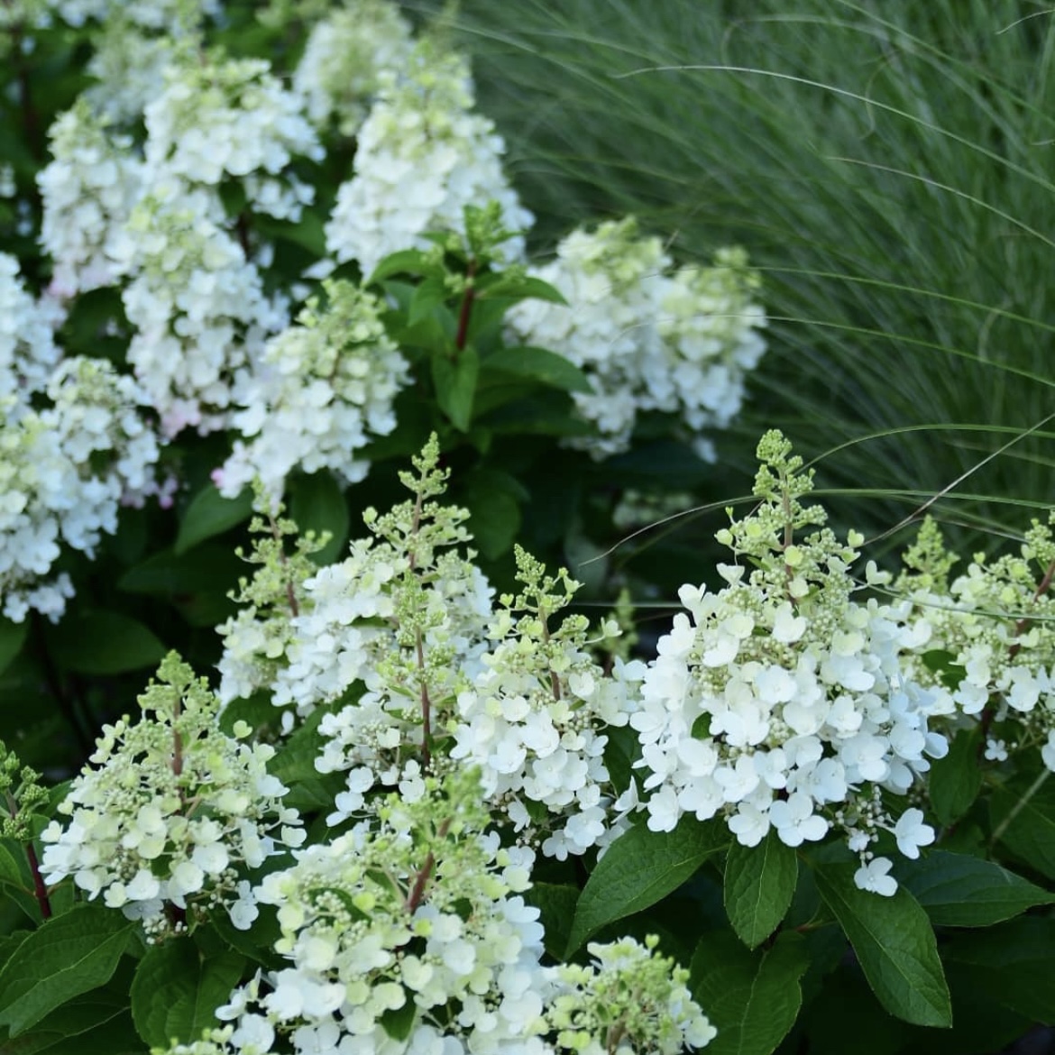 ‘Candlelight’ - Bugás Hortenzia - Hydrangea paniculata 3 ‘Candlelight’ - Bugás Hortenzia - Hydrangea paniculata - Image 3