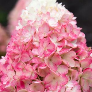 ‘Living Raspberry Pink’ - Bugás Hortenzia - Hydrangea paniculata