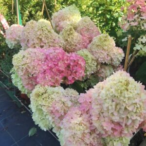 ‘Magical Andes’ - Bugás Hortenzia - Hydrangea paniculata