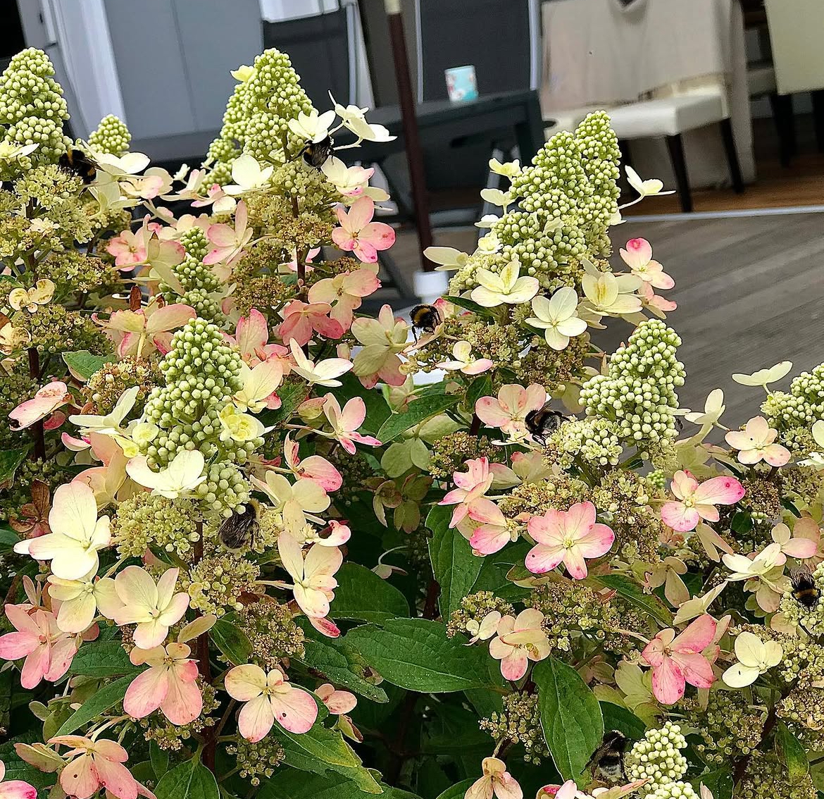 ‘Magical Vesuvio’ - Bugás Hortenzia - Hydrangea paniculata 3 ‘Magical Vesuvio’ - Bugás Hortenzia - Hydrangea paniculata - Image 3