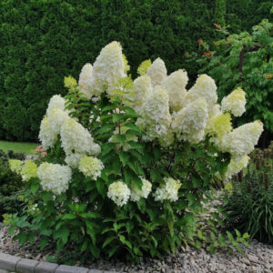 ‘Polar Bear’ - Bugás Hortenzia - Hydrangea paniculata