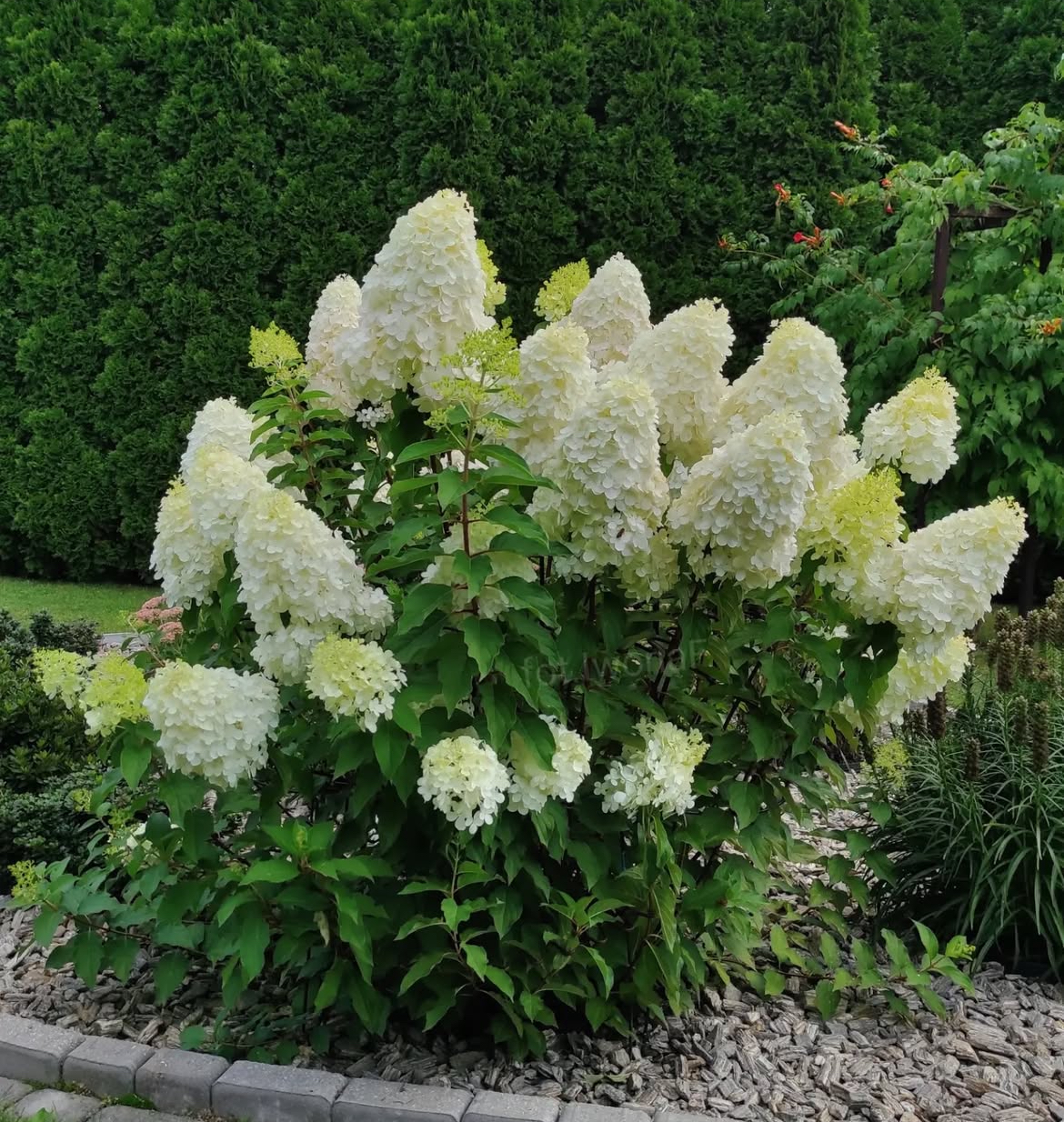 ‘Polar Bear’ - Bugás Hortenzia - Hydrangea paniculata 1 ‘Polar Bear’ - Bugás Hortenzia - Hydrangea paniculata