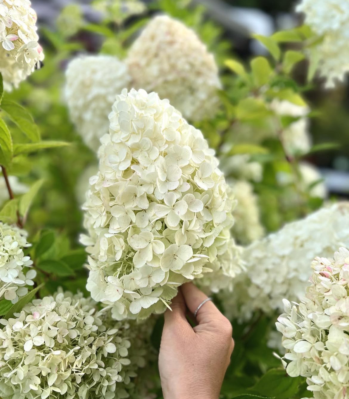 ‘Polar Bear’ - Bugás Hortenzia - Hydrangea paniculata 2 ‘Polar Bear’ - Bugás Hortenzia - Hydrangea paniculata - Image 2