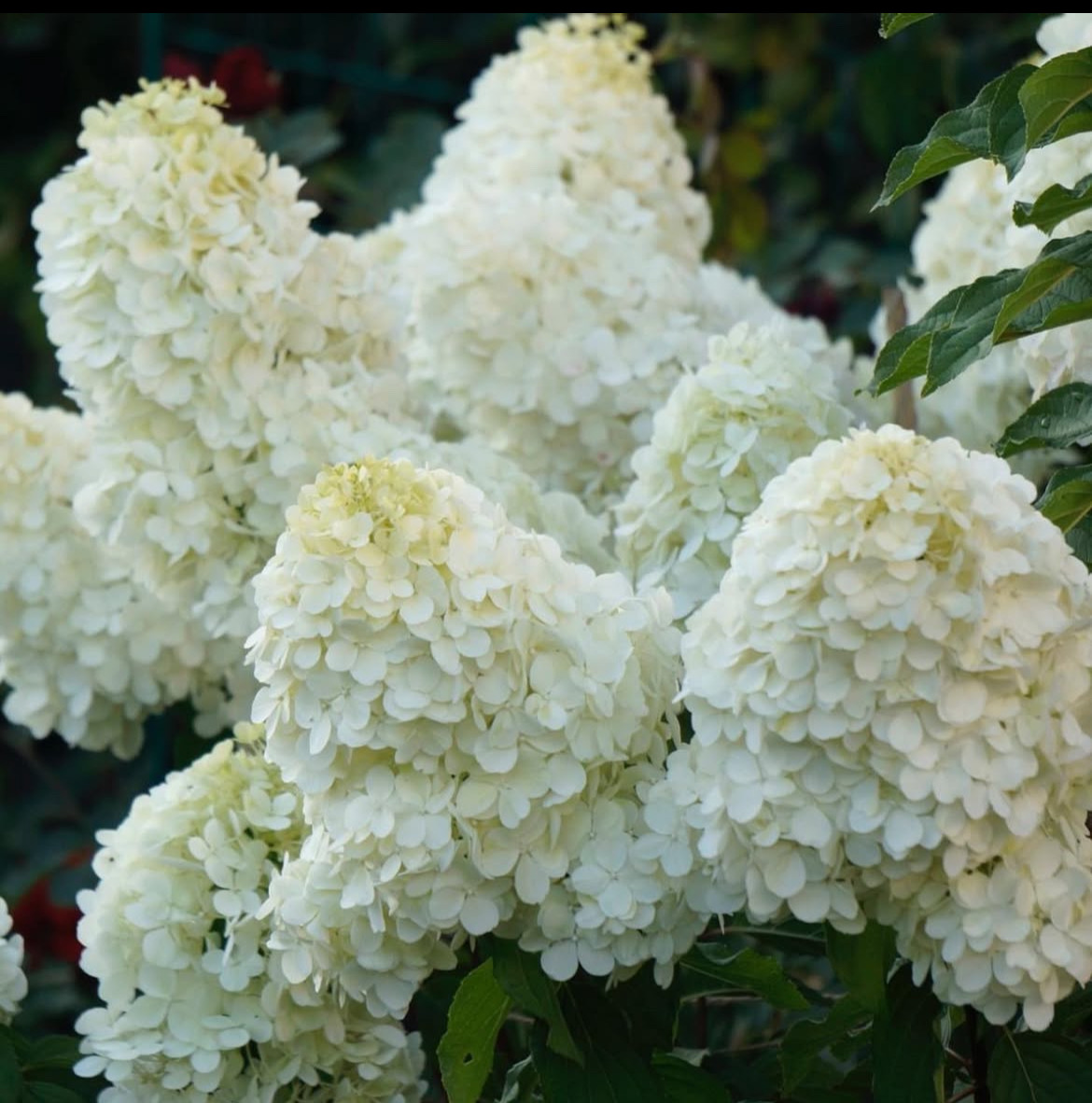 ‘Polar Bear’ - Bugás Hortenzia - Hydrangea paniculata 3 ‘Polar Bear’ - Bugás Hortenzia - Hydrangea paniculata - Image 3
