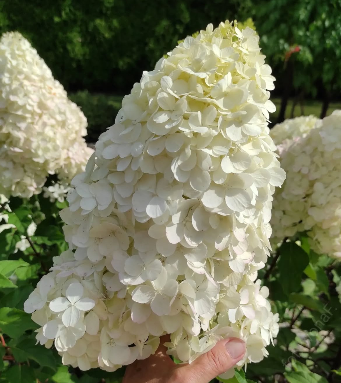 ‘Polar Bear’ - Bugás Hortenzia - Hydrangea paniculata 4 ‘Polar Bear’ - Bugás Hortenzia - Hydrangea paniculata - Image 4