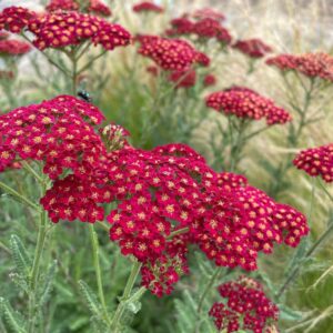 Cickafark – Achillea millefolium ‘Summerwine’