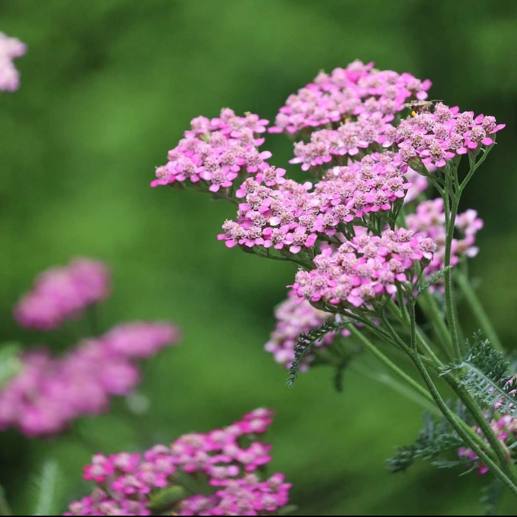 Cickafark – Achillea millefolium ‘Cerise Queen’ 1 Cickafark – Achillea millefolium ‘Cerise Queen’