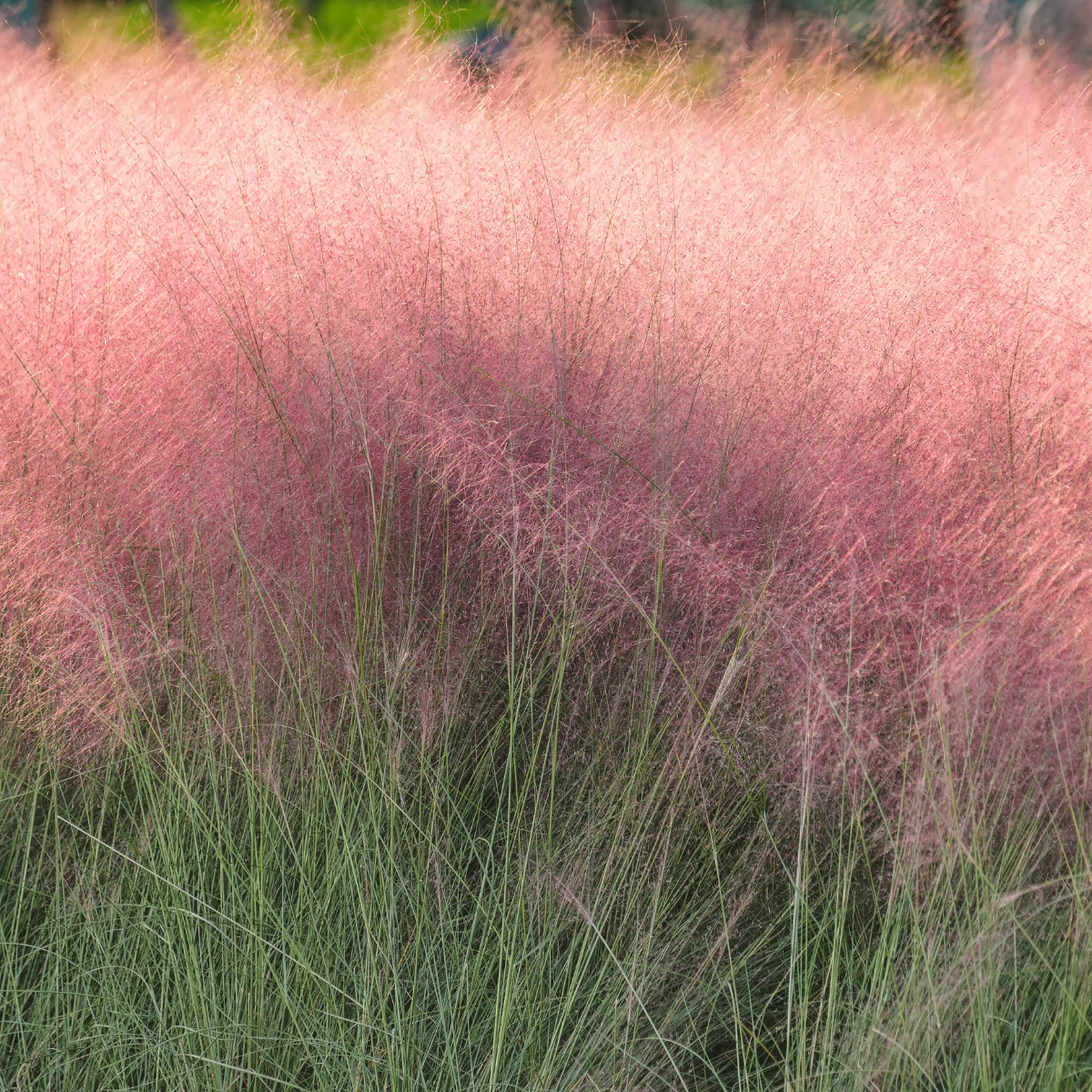 Vattacukorfű - Muhlenbergia capillaris 1 Vattacukorfű - Muhlenbergia capillaris