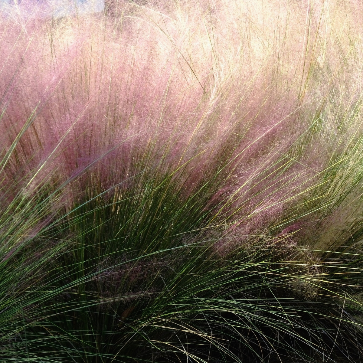 Vattacukorfű - Muhlenbergia capillaris 2 Vattacukorfű - Muhlenbergia capillaris - 2. kép