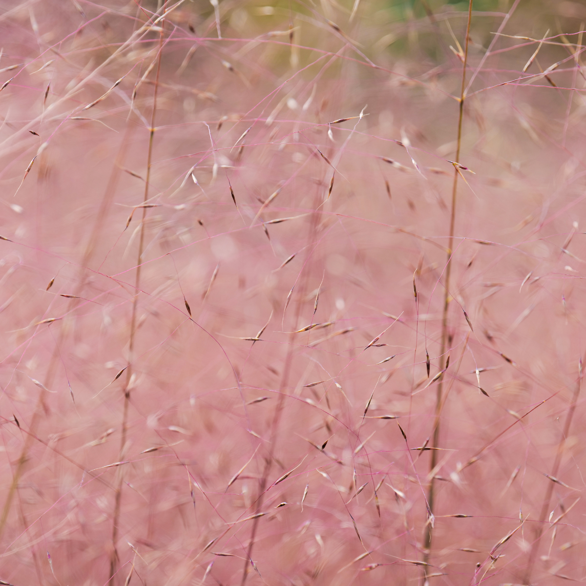 Vattacukorfű - Muhlenbergia capillaris 3 Vattacukorfű - Muhlenbergia capillaris - 3. kép