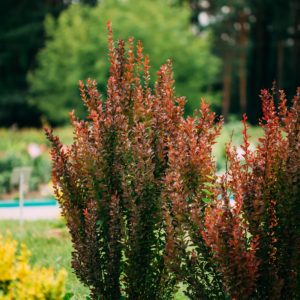 Japán borbolya – Berberis thunbergii ‘Dart’s Red Lady’